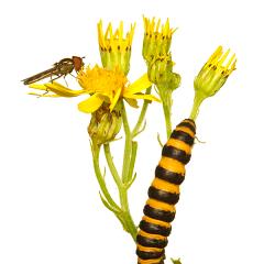 MYN Cinnabar Moth Caterpillar on Ragwort 2 